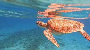 海底畅游的美丽海龟