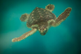 海中遨游的绿海龟