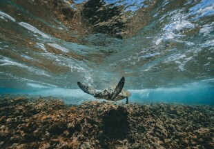 海龟