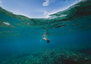 海龟