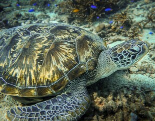 海底海龟栖息美丽珊瑚间