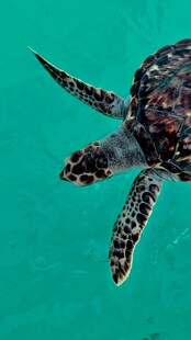海中遨游的绿海龟