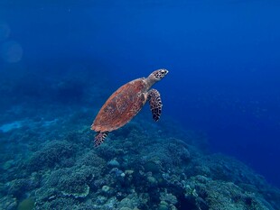 海龟在海底畅游的美丽瞬间
