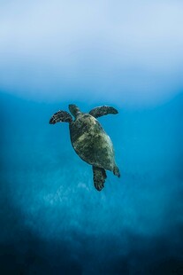 深海中游动的绿海龟
