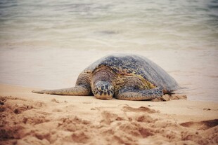 沙滩上休憩的海龟
