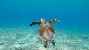 海龟在清澈海水中畅游