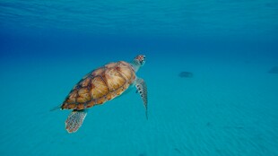 海洋中游动的美丽海龟