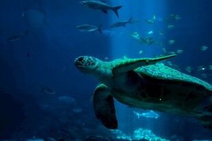 深海中游弋的绿海龟