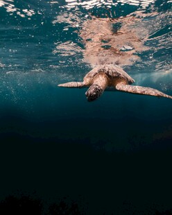 水下畅游的海龟