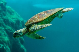 海龟在蓝色海洋中畅游
