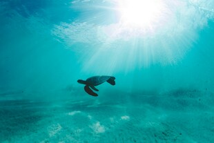 海底海龟