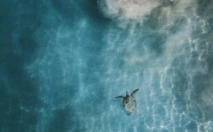 海龟