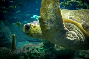 海龟在海底优雅游动