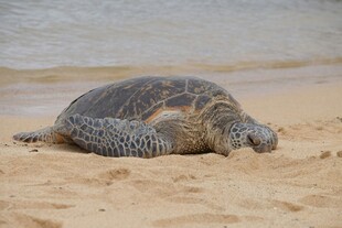 沙滩上休憩的大海龟
