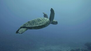 深海中遨游的绿海龟
