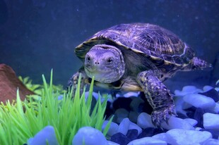 水族箱中的可爱乌龟