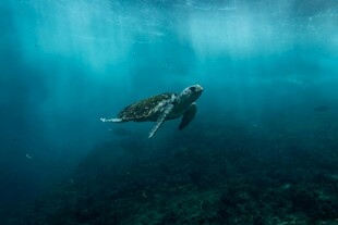 深海中遨游的绿海龟