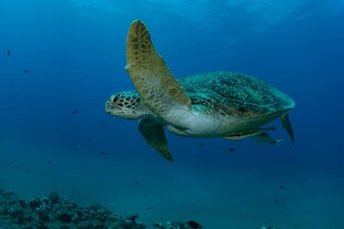 海中绿海龟优雅游动