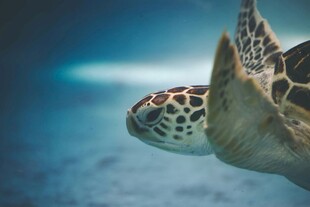 海龟在蓝色海洋中遨游