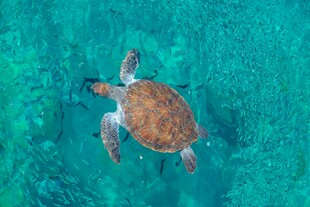 海中遨游的可爱小海龟