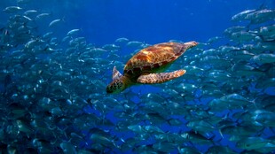 海中悠游的斑斓海龟