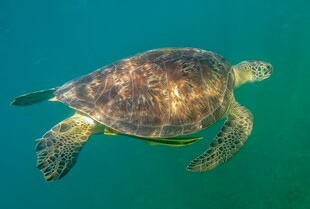 海中遨游的绿海龟