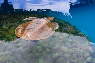 海底悠游的海龟
