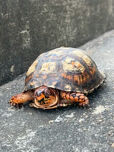 花纹斑斓的乌龟趴在石上