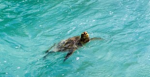 海龟在清澈海水中畅游