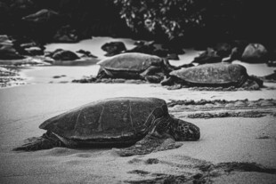 沙滩上的海龟
