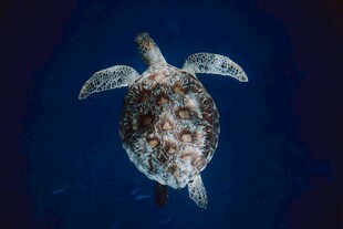 深海中的海龟遨游