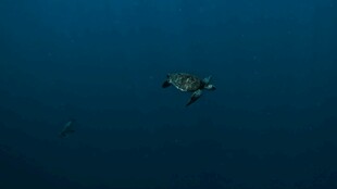 深海中的孤独海龟