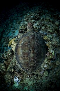 海底的古老海龟