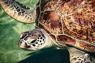水中的海龟