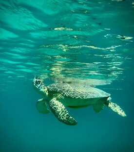 水下遨游的海龟