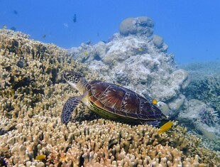 海底的海龟与珊瑚礁