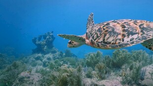 海龟在海底悠游的美丽瞬间