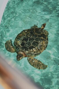 水中的海龟