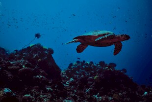 海龟在海底珊瑚间游动