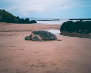 沙滩上休憩的大海龟