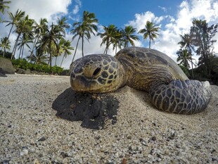 沙滩上的海龟