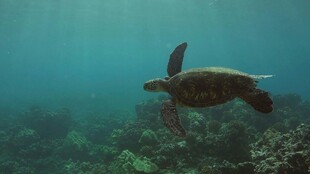 海中遨游的绿海龟