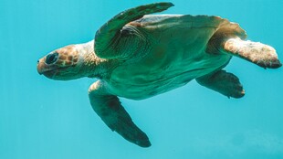 海龟在蓝色海水中优雅游动