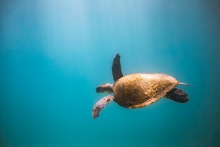 水中遨游的小海龟