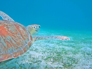 海底遨游的斑斓海龟