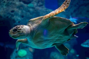 水族馆中优雅游动的海龟