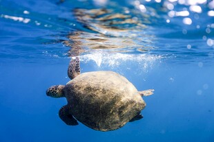海龟在清澈海水中优雅游动