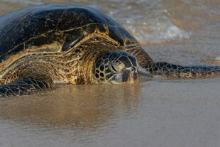 海滩上的海龟