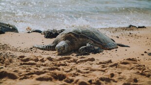 沙滩上休憩的海龟