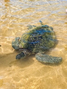 浅海中游动的绿海龟